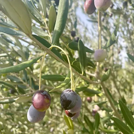 Julia Τρογκίρ